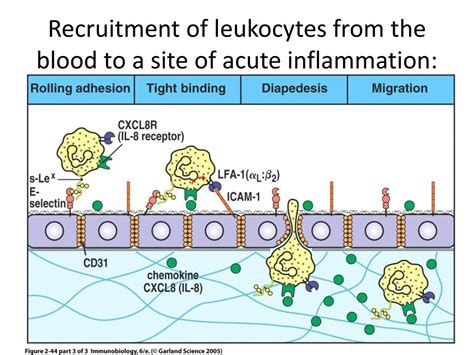 PPT Chapter 14 Innate Immune System PowerPoint Presentation Free