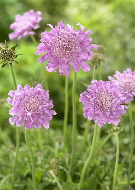 Scabious Pink Mist Scabiosa Pincushion Flower