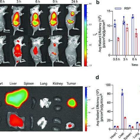 In Vivo Tumor Targeting Of Rsp A In Vivo Fluorescence Imaging Of The