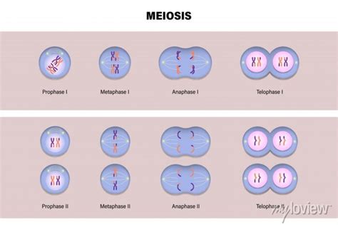 Meiotic division of an animal cell. diagram of meiosis. prophase, posters for the wall • posters ...