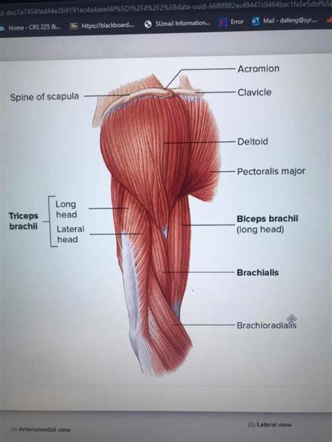 Muscle Labeling Pt 1 Diagram Quizlet