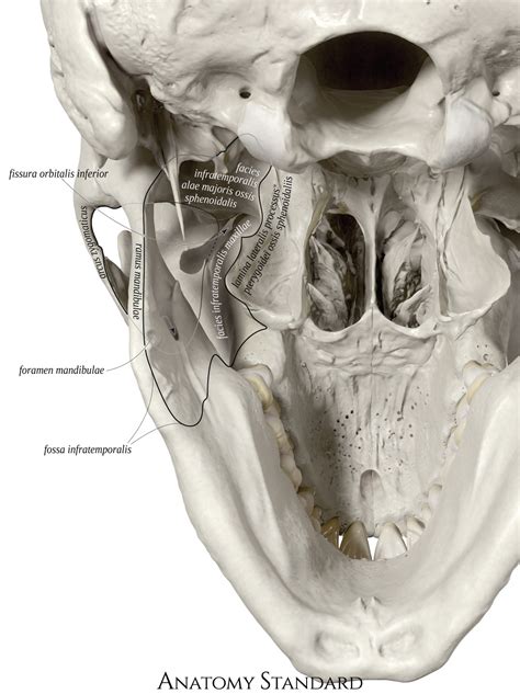 Topography Of The Skull The Infratemporal Fossa