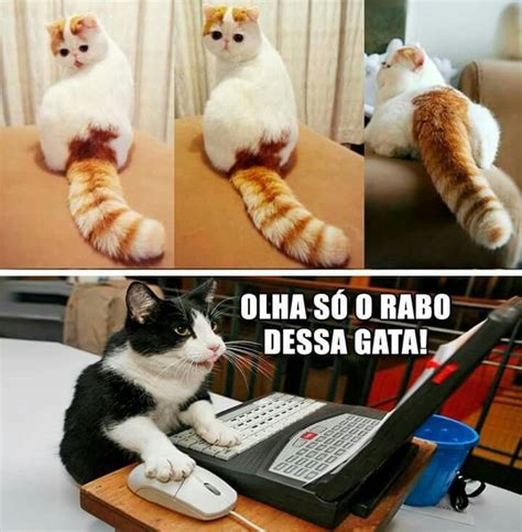 X Gatos Memes Divertidos Meme Gato Meme Divertido