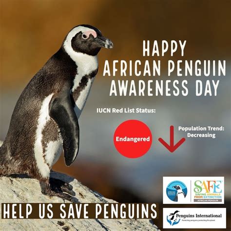 Penguins International On Twitter Happy Africanpenguinawarenessday