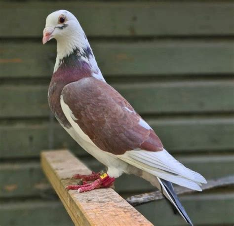 Pin By Paul Yang On Racing Pigeons Lofts Racing Pigeon Lofts