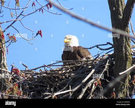 Bald Eagle Nest Stock Photo - Alamy