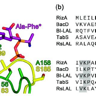 Residues In The C Terminal Binding Pocket A Structural Alignment Of