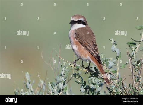 Turkestaanse Klauwier X Bruine Klauwier Red Tailed Shrike X Brown