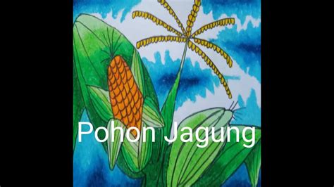 Cara Menggambar Jagung Jagung Menggambar Jagung Youtube