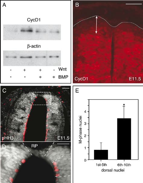 Cyclin D1 Expression And Number Of Mitotic Cells Are Low In The