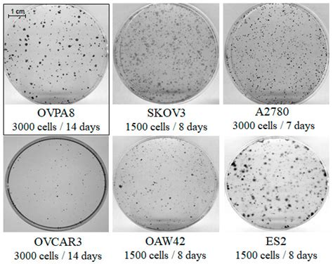 Ijms Free Full Text Establishment And Characterization Of The Novel