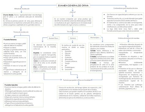 Mapas Conceptuales Sobre Inflamacion Y Ego Esquemas Y Mapas Conceptuales De Fisiología Humana