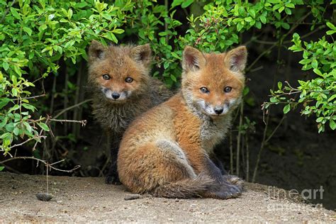 Red Fox Cubs Photograph By Arterra Picture Library Pixels
