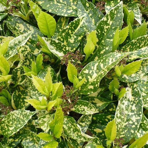 Aucuba - La Jardinerie de Pessicart