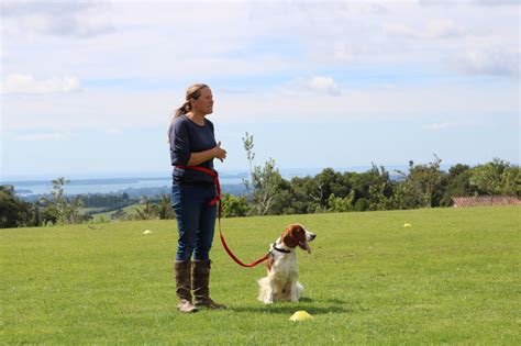 Companion Dog Training Course - Allsorts Dog Training NZ - Allsorts Dog ...