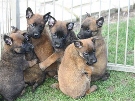 Chiots Berger Malinois LOF à réserver Petite Annonce chien