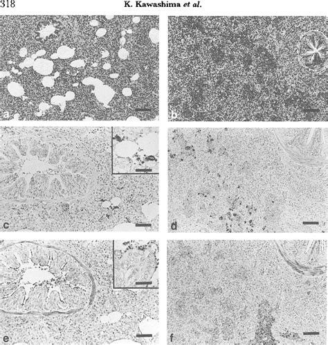 Figure From Detection Of Porcine Reproductive And Respiratory