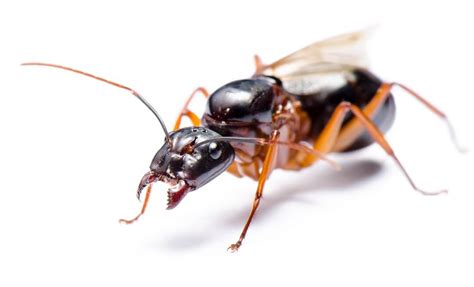 Carpenter Winged Ants vs Termites - Insight Pest Management™