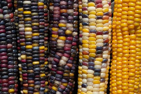 Background, detail shot and texture of colorful corn cobs lying side by ...