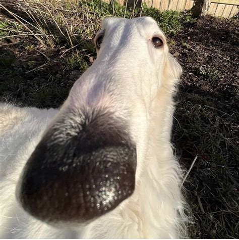 Adorable Goofy Dog Moments