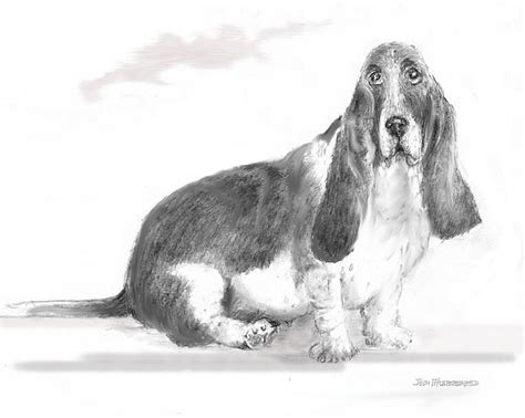 Basset Hound Enhanced Drawing By Jim Hubbard Fine Art America