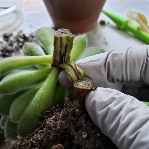 Trimming Succulents A Comprehensive Guide To Pruning And Propagation