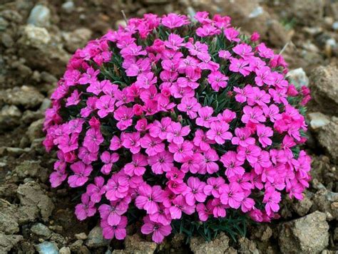 Dianthus microlepis Co9 MAX GARDEN záhradné centrum pre Vašu záhradu