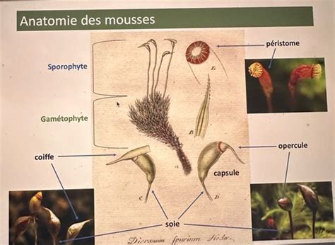 Bryophytes Ii Flashcards Quizlet