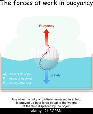 Auftrieb Und Archimedes Prinzip Ball Schwimmt In Einem Glas