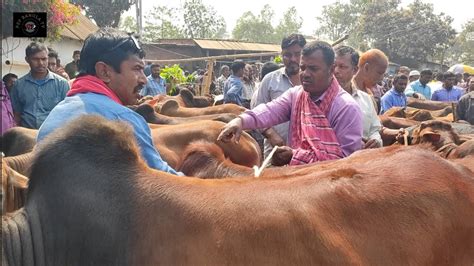 25223 ২ হাট ঘুরে নোয়াখালীর খামারী কি দামে কুরবানী শাহীওয়াল জাতের