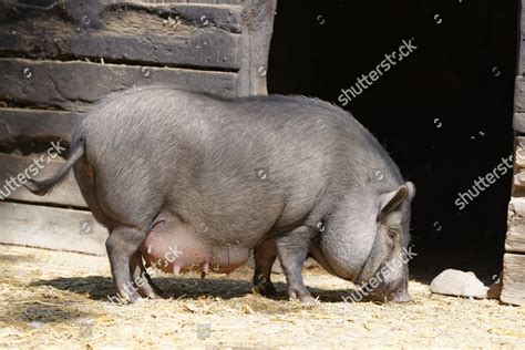 Vietnamese Potbelly Pig Steppentierpark Pamhagen Zoo Editorial Stock