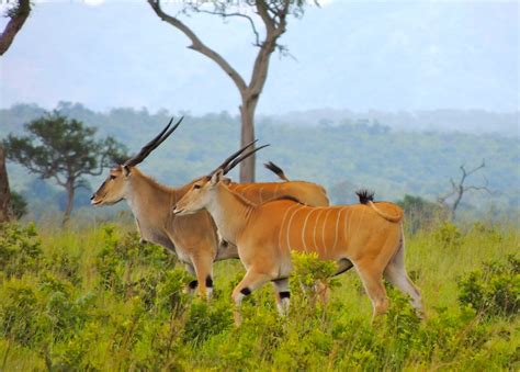 Common Elands The Common Eland Is Another Large Antelope W Flickr