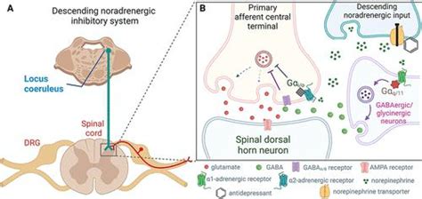 Duloxetine And Amitriptyline Reduce Neuropathic Pain By Inhibiting