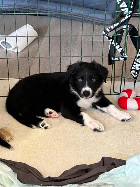 Leveringsklare Border Collie Blanding Kj P Salg Privatpersoner