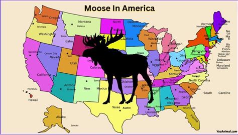 Moose In America: Everything You Need To Know