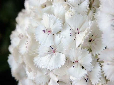 Goździk Brodaty Barbarini White Dianthus Barbatus Barbarini White