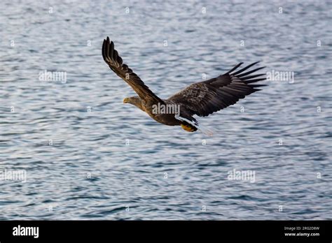 Lofoten Eagle Hi Res Stock Photography And Images Alamy