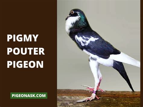 Cropper And Pouter Pigeons Guide Pigeon Ask