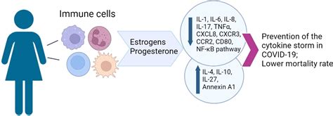 Frontiers Sex Hormones And Immune System Menopausal Hormone Therapy