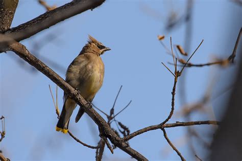 Minnesota Seasons Cedar Waxwing