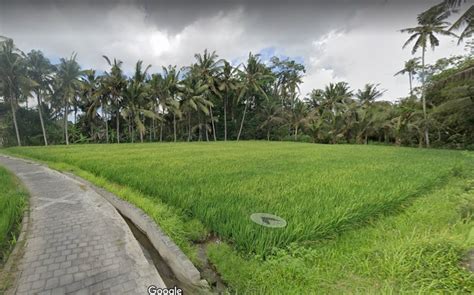 Tanah Dijual Di Mawang Lodtunduh Ubud View Sawah