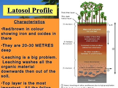 A Diagram Of A Latosol Soil Profile