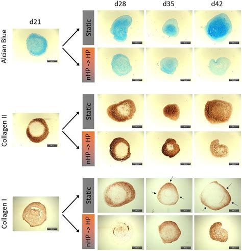 Histological Analysis Of Chondrogenic Asc Pellet Cultures Under Static