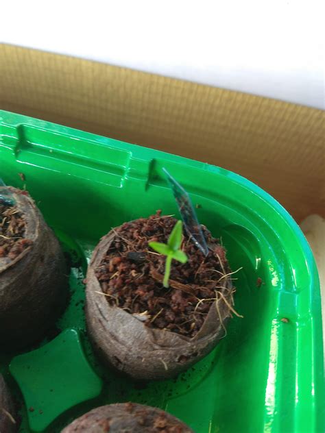 One Of My Carolina Reaper Seedlings Has 3 First Leaves Rhotpeppers