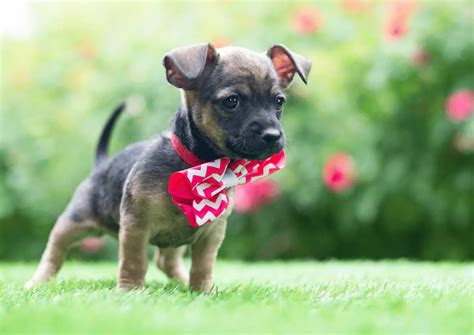 Chihuahua Pitbull Mix Chipit Everything You Need To Know