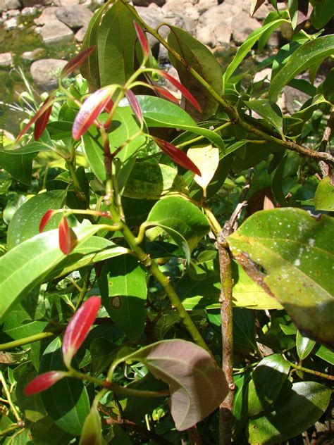 Polynesian Produce Stand Ceylon Cinnamon Spice Tree Cinnamomum