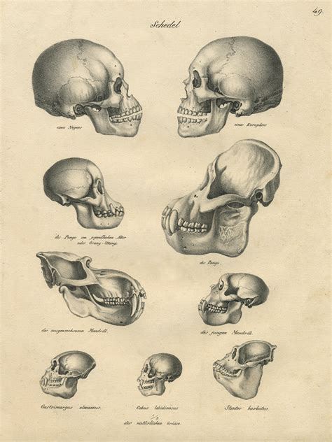 ‎primate Skulls Uwdc Uw Madison Libraries