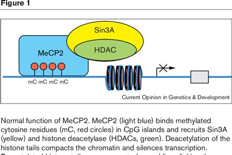 Figure 1 From Methyl Cpg Binding Protein 2 Mutations In Rett Syndrome Semantic Scholar