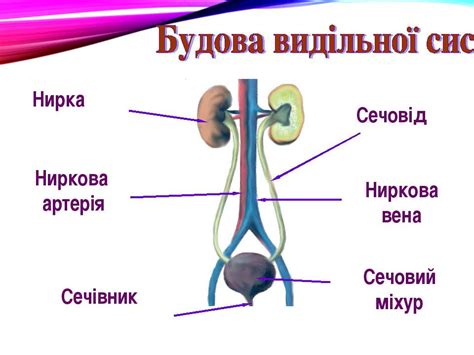 Виділення - презентація з біології