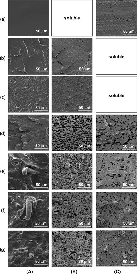 Cross Sectional Sem Images Of Cryo Fractured Surfaces A Before